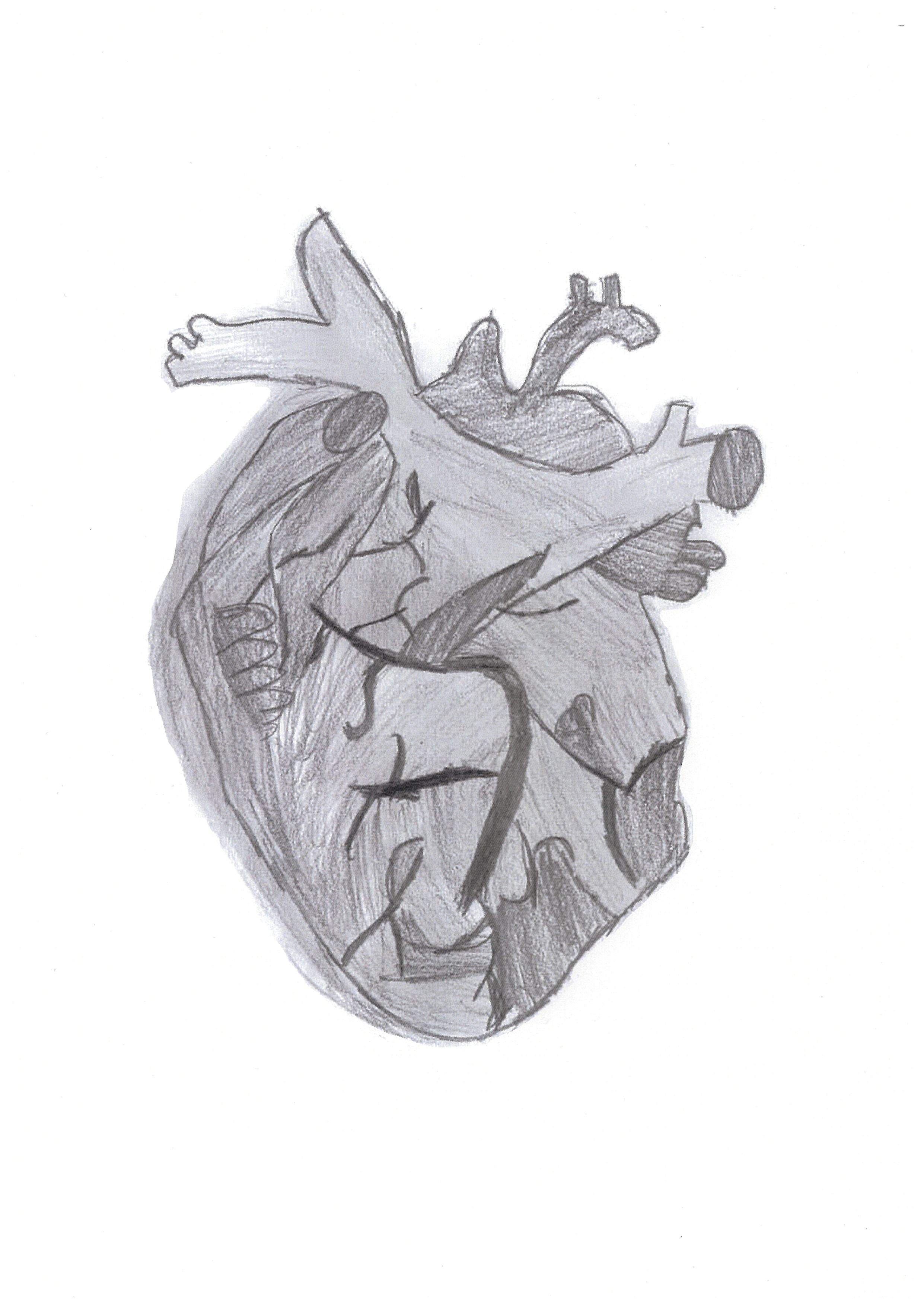 student pencil drawing of the heart using lead pencil