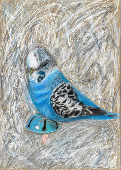 An illustration of a blue budgerigar with a white head, a native Australian bird