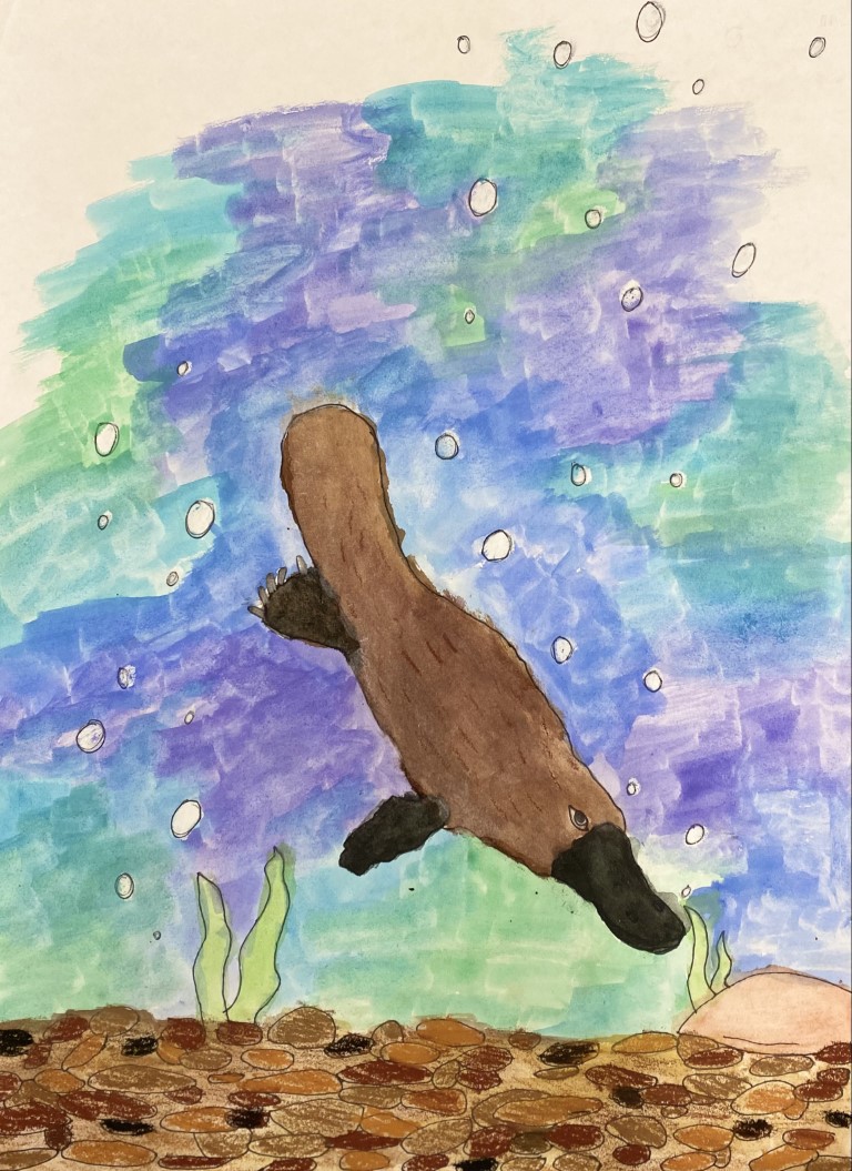 This watercolour picture of a platypus and it's bright background of blue green and purple draws your eye to this artwork. The platypus is painted/oil pastels in a range of browns along with the rocks.