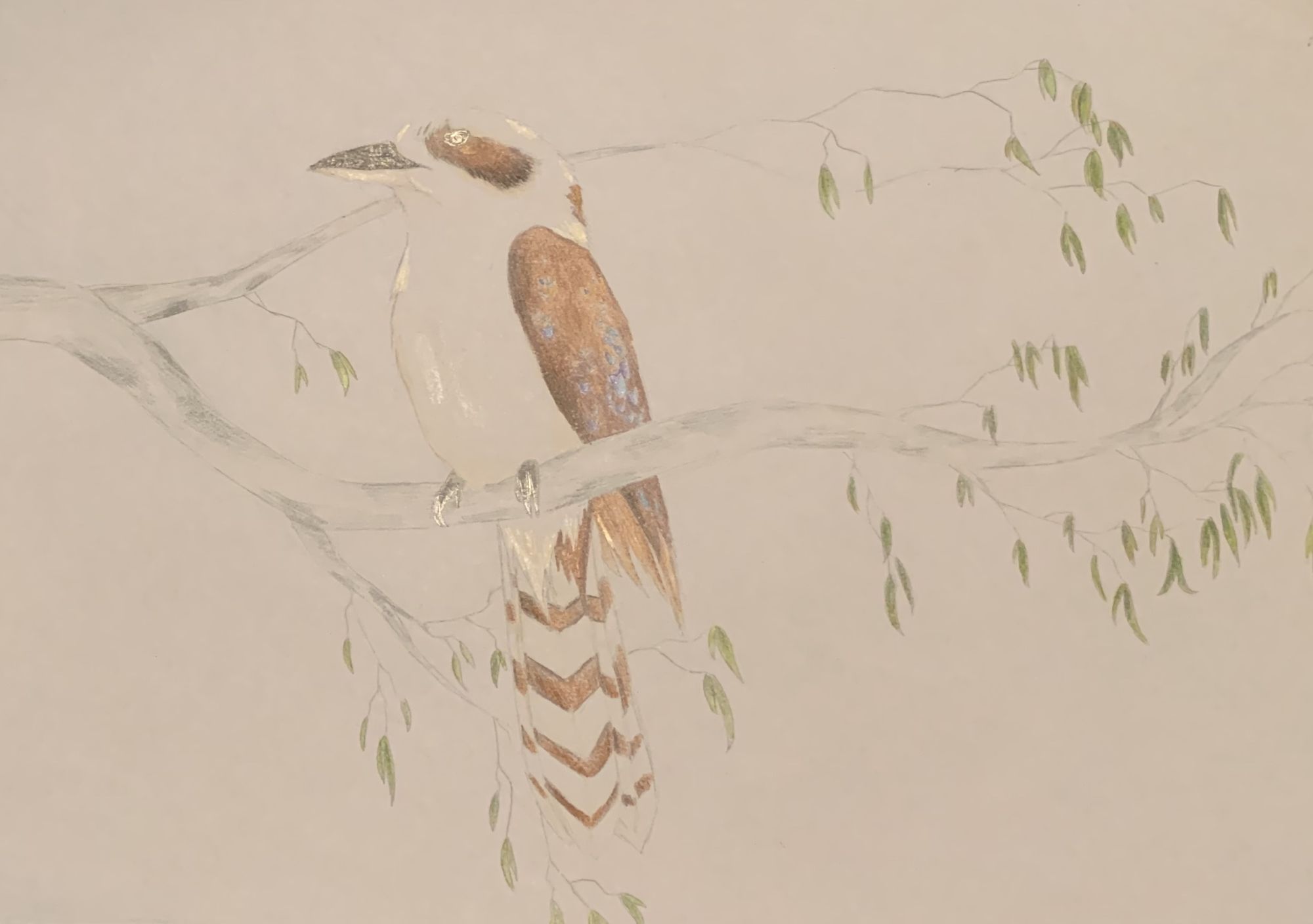 Student artwork - Billy the kookaburra
