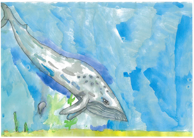 Pencil drawing and watercolour of a humpback whale gliding through the blue ocean