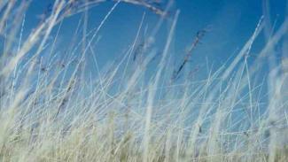 A scene from Michael Riley's Flyblown, showing dry long grass and clear blue skies