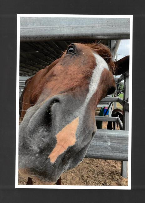 A photograph of a horse with a spot on its nose